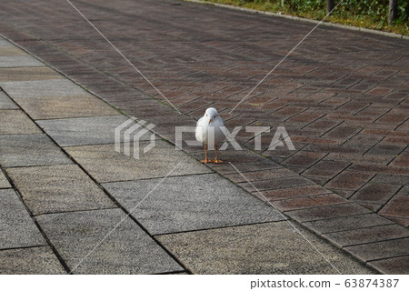 Seagull 63874387