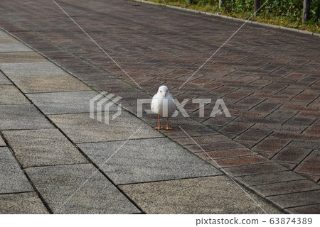 Seagull Seagull 63874389