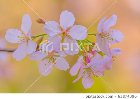 Cherry Blossoms Cherry Blossoms 63874390