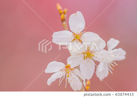 櫻花 63874433
