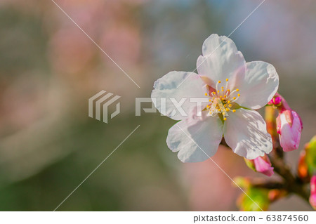 櫻花 63874560
