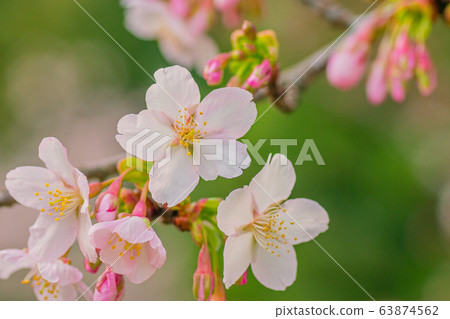 Cherry Blossoms Cherry Blossoms 63874562