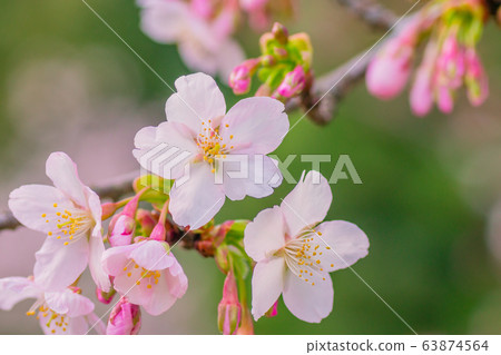 櫻花 63874564