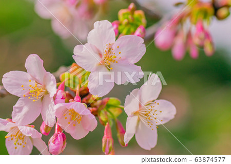 Cherry Blossoms Cherry Blossoms 63874577