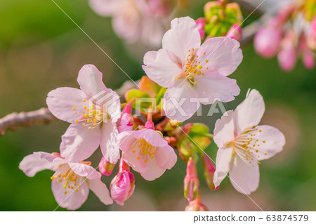 Cherry Blossoms Cherry Blossoms 63874579