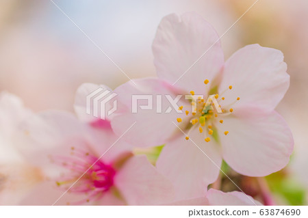 Cherry Blossoms Cherry Blossoms 63874690
