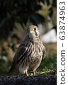 kestrel, common kestrel, undeveloped woodland near populated area 63874963