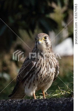kestrel, common kestrel, undeveloped woodland near populated area 63874963