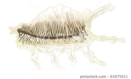 Decorative seashell design Decorative seashell design 63875011