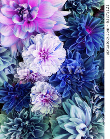 Colorful blue, white and purple dahlia flowers in full bloom. 63875121