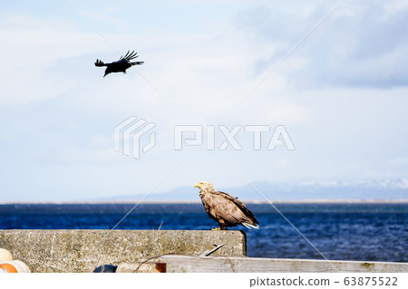 White-tailed eagle and crow wild bird "Betsukai-cho" 63875522