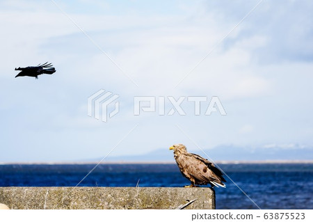 White-tailed eagle and crow wild bird "Betsukai-cho" 63875523
