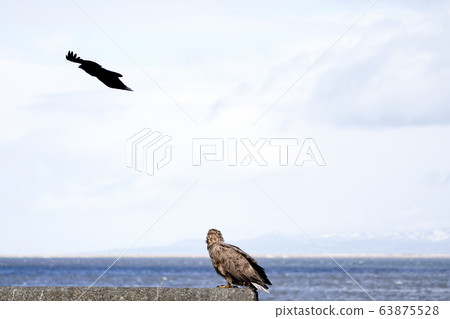 White-tailed eagle and crow wild bird "Betsukai-cho" 63875528