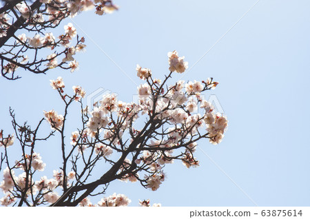 Peach blossom and blue sky Peach blossom and blue sky 63875614