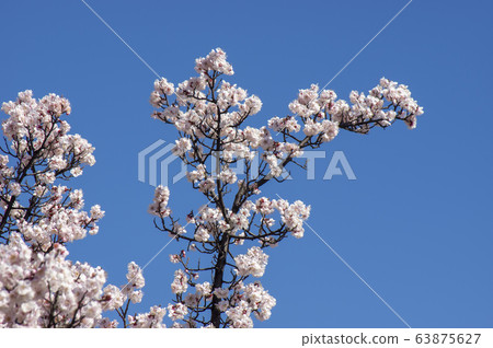 桃花和藍天 63875627