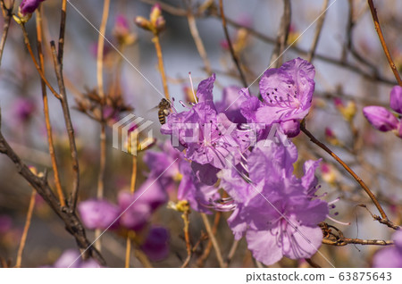 Pink azaleas and bees 63875643