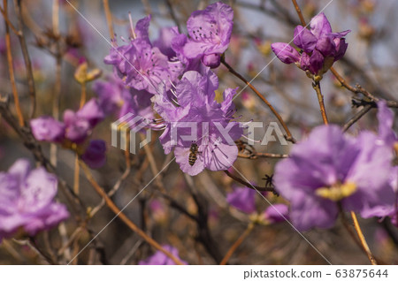 Pink azaleas and bees Pink azaleas and bees 63875644