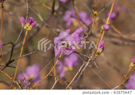 Pink azaleas and bees 63875647