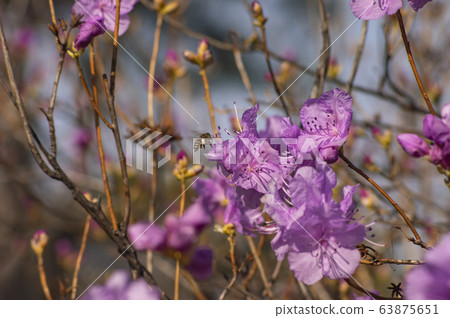 Pink azaleas and bees 63875651