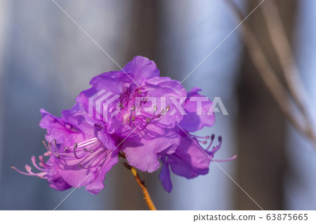 Pink azalea Pink azalea 63875665