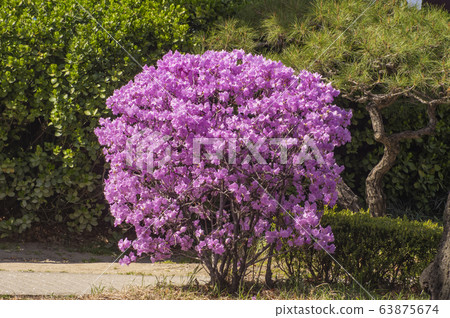 Pink azalea 63875674