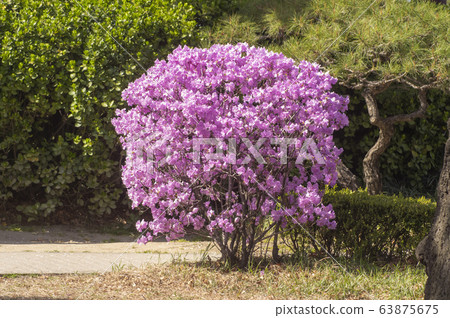 Pink azalea 63875675