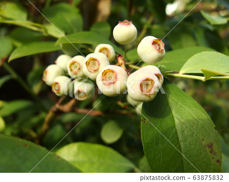 Blueberry, fruit, fruit tree, fruit Blueberry, fruit, fruit tree, fruit 63875832