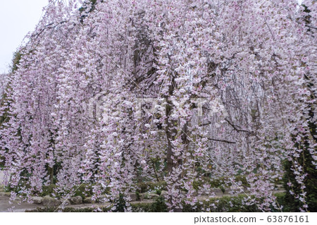 死棕色櫻桃樹 死棕色櫻桃樹 63876161