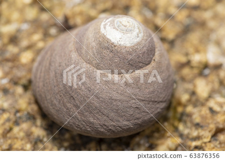 Anemonefly Anemonefly 63876356