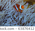 小丑anemonefish 63876412