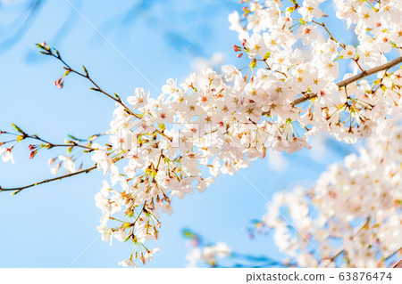 日本的春天東京板橋區的Shakujii河沿岸的櫻花 63876474