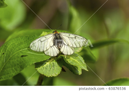 烏蘇巴族 烏蘇巴族 63876536