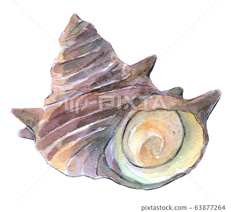 Watercolor illustration seafood shellfish seafood 63877264