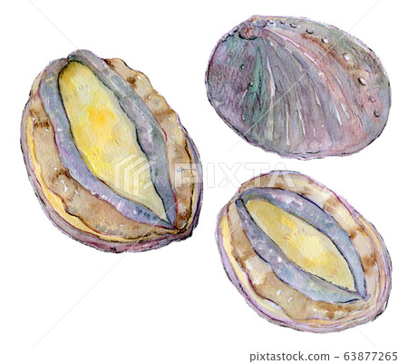 Watercolor illustration seafood shellfish seafood abalone 63877265