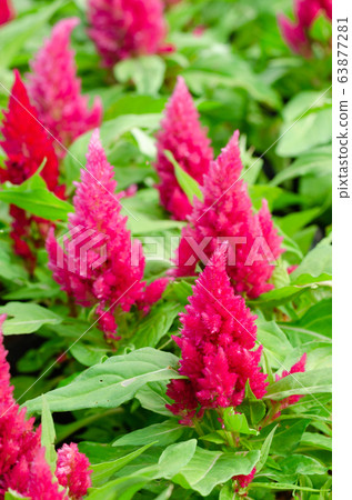 Cockscomb flowers or Celosia cristata in the garden Cockscomb flowers or Celosia cristata in the garden 63877281