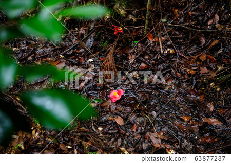 Ruins of Tsumaki Castle_Tsubaki 63877287