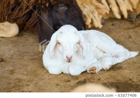 cute of little lamb in farm 63877406