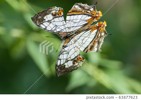 一隻蝴蝶 63877623