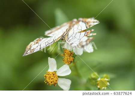 一隻蝴蝶 63877624