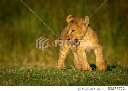 Playful lion cub changes direction on grass Playful lion cub changes direction on grass 63877722