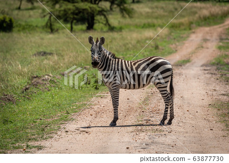 Plains zebra stands on track watching camera Plains zebra stands on track watching camera 63877730