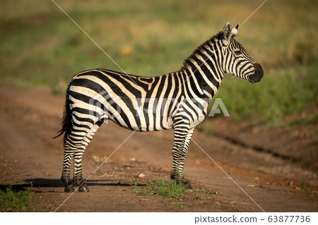 Plains zebra stands in profile on track Plains zebra stands in profile on track 63877736