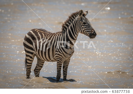 Plains zebra stands in muddy shallow lake Plains zebra stands in muddy shallow lake 63877738
