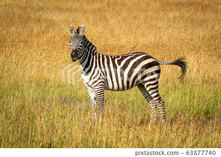 Plains zebra stands flicking tail in grass 63877740