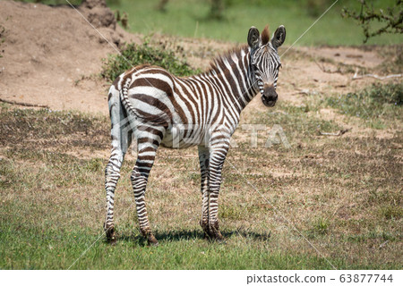 Plains zebra stands eyeing camera near bank Plains zebra stands eyeing camera near bank 63877744