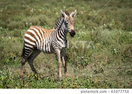 Plains zebra foal stands in short grass 63877758