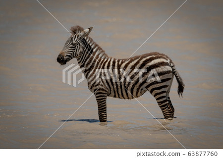 Plains zebra foal stands in shallow lake Plains zebra foal stands in shallow lake 63877760