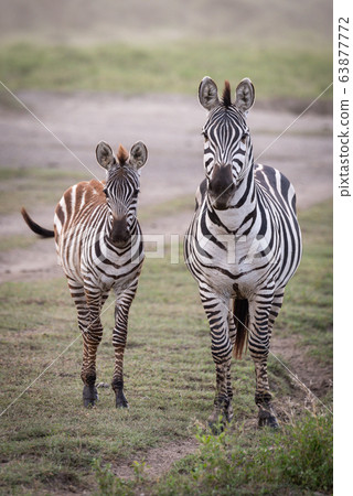 Plains zebra and foal stand looking at camera 63877772