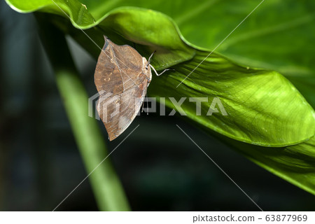 Conch Hawk Conch Hawk 63877969