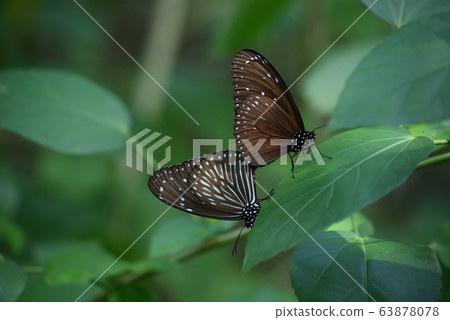 Tsumura Maki Madara 63878078